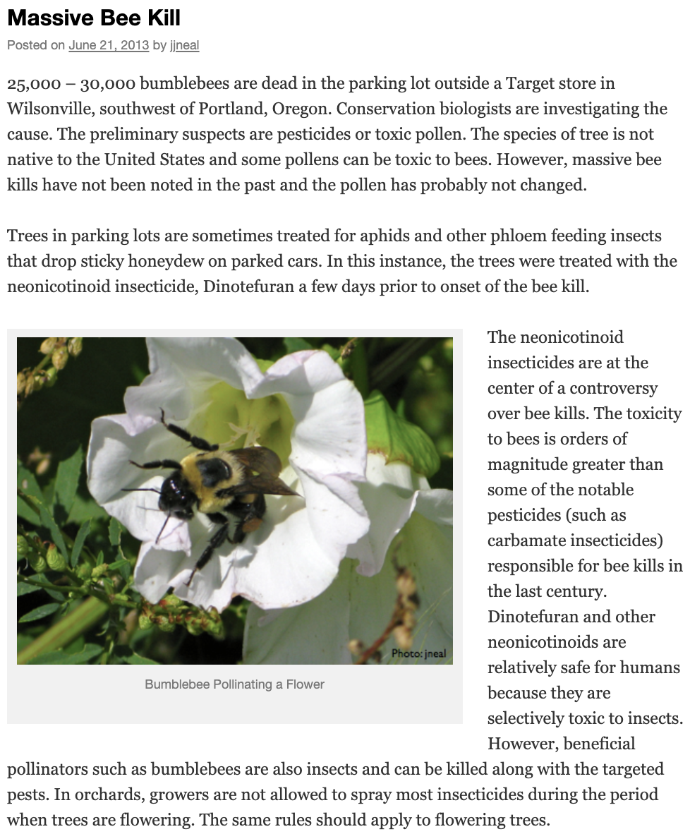 Massive Bee Kill
Posted on June 21, 2013 by jjneal
25,000 – 30,000 bumblebees are dead in the parking lot outside a Target store in
Wilsonville, southwest of Portland, Oregon. Conservation biologists are investigating the
cause. The preliminary suspects are pesticides or toxic pollen. The species of tree is not
native to the United States and some pollens can be toxic to bees. However, massive bee
kills have not been noted in the past and the pollen has probably not changed.
Trees in parking lots are sometimes treated for aphids and other phloem feeding insects
that drop sticky honeydew on parked cars. In this instance, the trees were treated with the
neonicotinoid insecticide, Dinotefuran a few days prior to onset of the bee kill.
The neonicotinoid
insecticides are at the
center of a controversy
over bee kills. The toxicity
to bees is orders of
magnitude greater than
some of the notable
pesticides (such as
carbamate insecticides)
responsible for bee kills in
the last century.
Dinotefuran and other
neonicotinoids are
Photo: jneal
relatively safe for humans
because they are
Bumblebee Pollinating a Flower
selectively toxic to insects.
However, beneficial
pollinators such as bumblebees are also insects and can be killed along with the targeted
pests. In orchards, growers are not allowed to spray most insecticides during the period
when trees are flowering. The same rules should apply to flowering trees.
