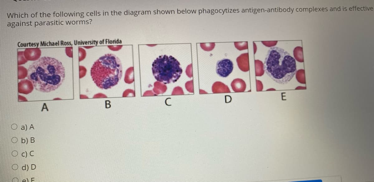 Which of the following cells in the diagram shown below phagocytizes antigen-antibody complexes and is effective
against parasitic worms?
Courtesy Michael Ross, University of Florida
А
В
C
D
E
a) A
O b) B
c) C
d) D
O el E
