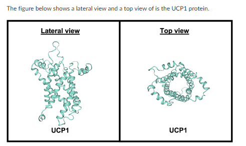 The figure below shows a lateral view and a top view of is the UCP1 protein.
Lateral view
how
UCP1
Top view
UCP1