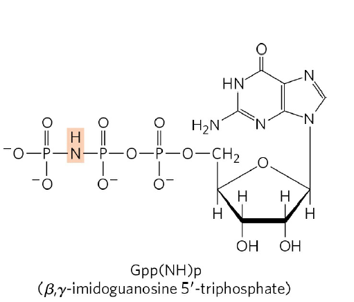 N
HN
H2N'
N.
|| H||
-0-P-N-P-0-P-0-CH2
H
H
H.
H
OH
OH
Gpp(NH)p
(By-imidoguanosine 5'-triphosphate)
