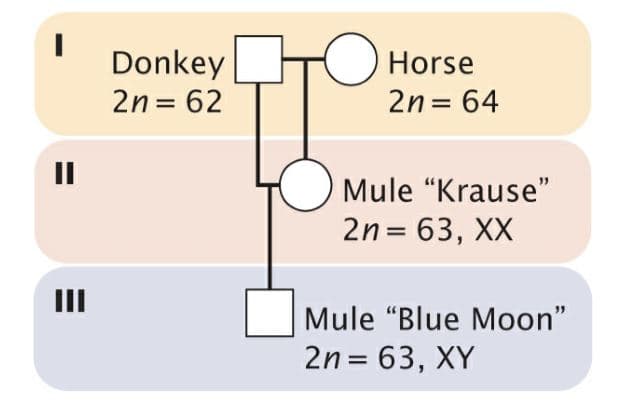 O Horse
Donkey
2n = 62
2n = 64
Mule "Krause"
2n = 63, XX
%3D
II
Mule "Blue Moon"
2n = 63, XY
