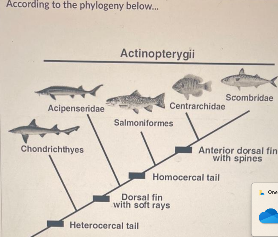 According to the phylogeny below...
Acipenseridae
Chondrichthyes
Actinopterygii
Salmoniformes
Centrarchidae
Heterocercal tail
Dorsal fin
with soft rays
Scombridae
Homocercal tail
Anterior dorsal fin
with spines
One