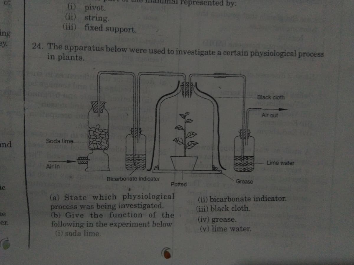 represented by:
(i) pivot.
(ii) string.
(iii) fixed support.
ing
ey.
24. The apparatus below were used to investigate a certain physiological process
in plants.
Black cloth
Air out
Soda lime-
nd
Lime water
Air in
Bicarbonate indicator
Grease
Potted
(a) State which physiological
process was being investigated.
(b) Give the function of the
following in the experiment below
(i) soda lime.
(ii) bicarbonate indicator.
(iii) black cloth.
(iv) grease.
(v) lime water.
ne
er.
