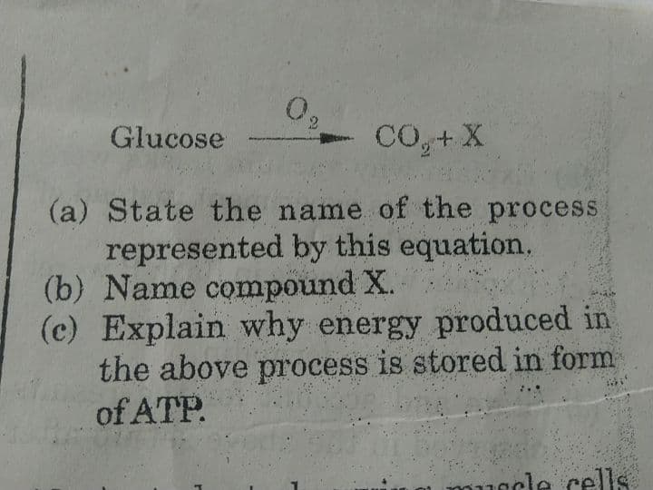Glucose
CO,+X
(a) State the name of the process
represented by this equation,
(b) Name compound X.
(c) Explain why energy produced in
the above process is stored in form
of ATP.
uocle cells
