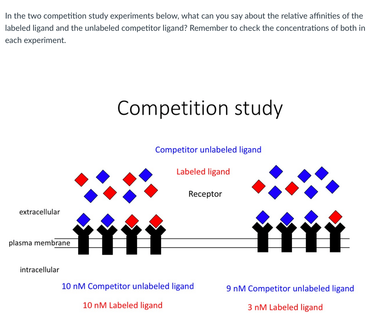In the two competition study experiments below, what can you say about the relative affinities of the
labeled ligand and the unlabeled competitor ligand? Remember to check the concentrations of both in
each experiment.
extracellular
plasma membrane
intracellular
Competition study
Competitor unlabeled ligand
Labeled ligand
††††
Receptor
10 nM Competitor unlabeled ligand
10 nM Labeled ligand
ŸŸŸŸ
9 nM Competitor unlabeled ligand
3 nM Labeled ligand