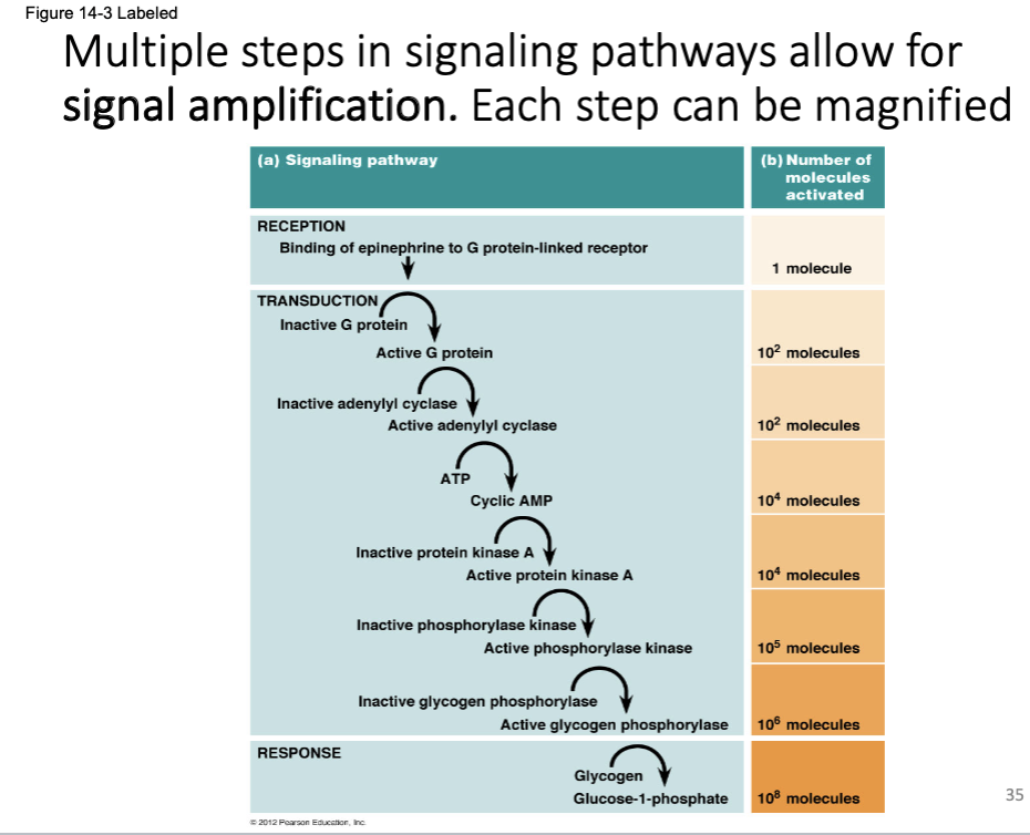 Figure 14-3 Labeled
Multiple steps in signaling pathways allow for
signal amplification. Each step can be magnified
(a) Signaling pathway
RECEPTION
Binding of epinephrine to G protein-linked receptor
TRANSDUCTION
Inactive G protein
Inactive adenylyl cyclase
RESPONSE
Active G protein
Active adenylyl cyclase
ATP
©2012 Pearson Education, Inc.
Cyclic AMP
Inactive protein kinase A
Active protein kinase A
Inactive phosphorylase kinase
Active phosphorylase kinase
Inactive glycogen phosphorylase
Glycogen
(b) Number of
molecules
activated
Glucose-1-phosphate
1 molecule
10² molecules
10² molecules
104 molecules
104 molecules
Active glycogen phosphorylase 106 molecules
105 molecules
108 molecules
35