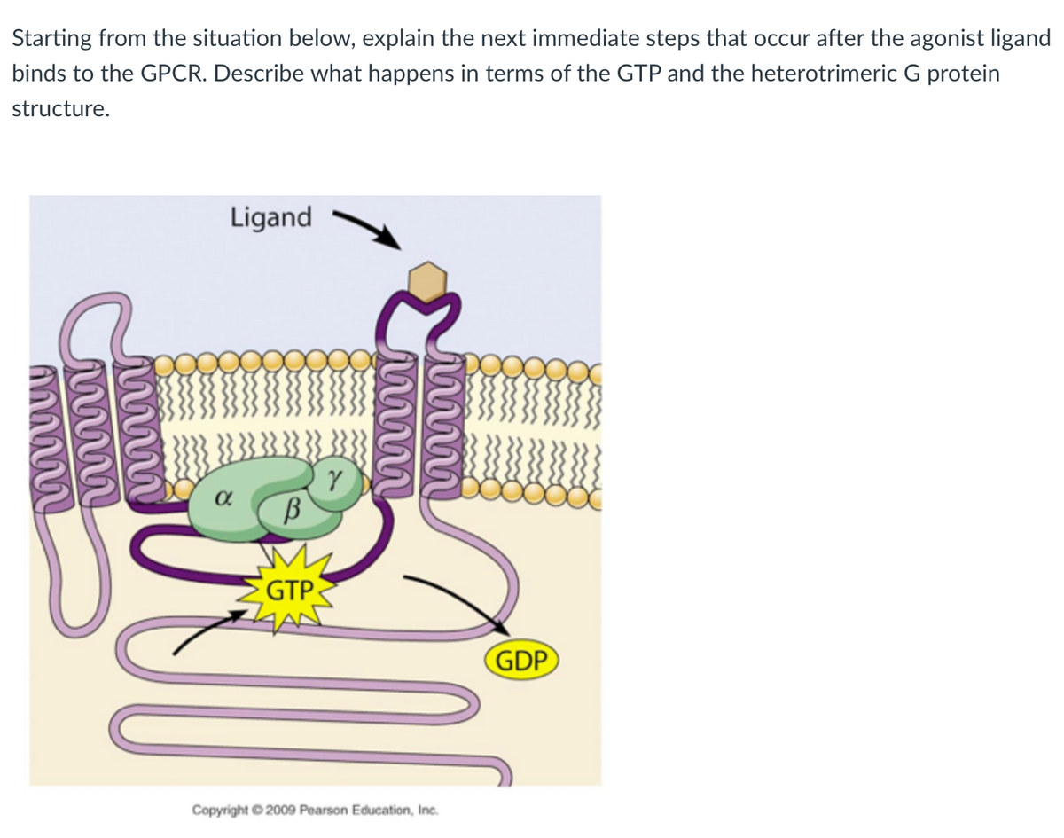Starting from the situation below, explain the next immediate steps that occur after the agonist ligand
binds to the GPCR. Describe what happens in terms of the GTP and the heterotrimeric G protein
structure.
www
www
Ligand
α
В
GTP
ZAN
Y
Copyright ©2009 Pearson Education, Inc.
GDP