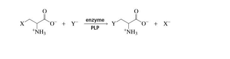 X'
enzyme
*NH3
PLP
*NH3

