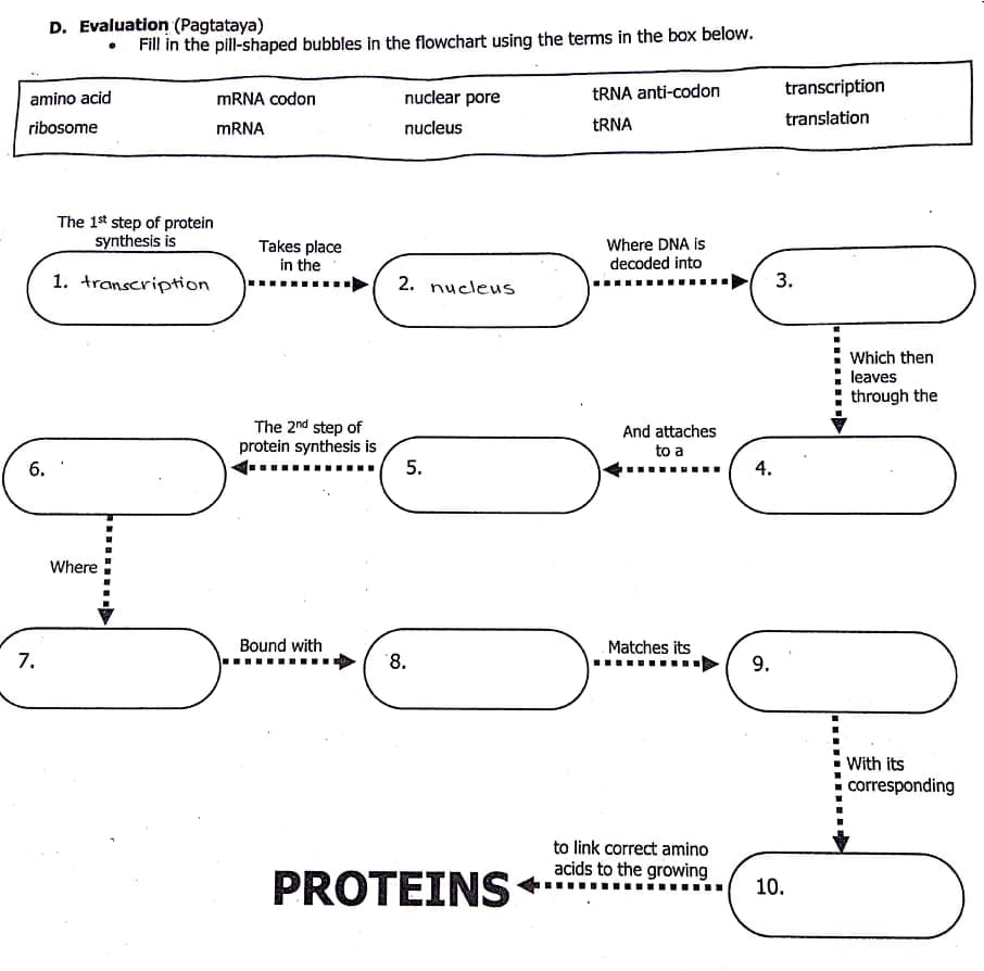 D. Evaluation (Pagtataya)
Fill in the pill-shaped bubbles in the flowchart using the terms in the box below.
nuclear pore
TRNA anti-codon
transcription
amino acid
MRNA codon
translation
ribosome
MRNA
nucleus
TRNA
The 1t step of protein
synthesis is
Takes place
in the
Where DNA is
decoded into
1. transcription
2. nucleus
Which then
leaves
through the
The 2nd step of
protein synthesis is
And attaches
to a
6.
4.
Where
Bound with
Matches its
7.
8.
9.
With its
corresponding
to link correct amino
acids to the growing
PROTEINS
10.
3.
5.
