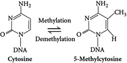 NH₂
DNA
Cytosine
Methylation
=
Demethylation
NH₂
CH3
DŇA
5-Methylcytosine