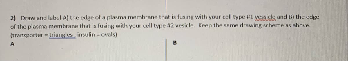 2) Draw and label A) the edge of a plasma membrane that is fusing with your cell type #1 vessicle and B) the edge
of the plasma membrane that is fusing with your cell type #2 vesicle. Keep the same drawing scheme as above.
(transporter = triangles, insulin ovals)
B
