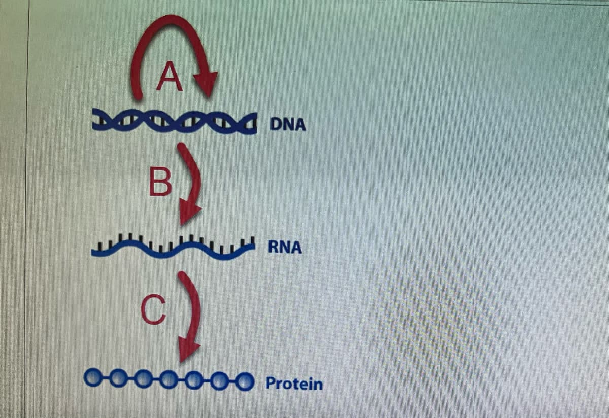 DNA
RNA
000000O Protein
