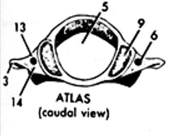 13
ATLAS
14
(caudal view)
