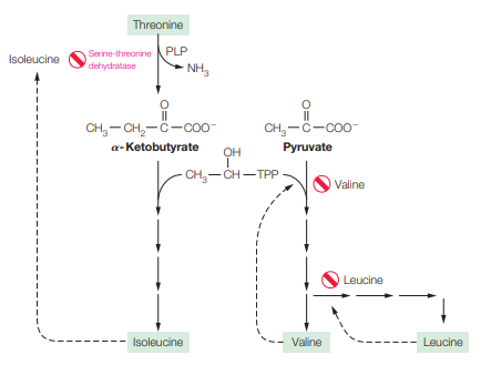 Threonine
Serine-threanine PLP
dehydratase
Isoleucine
- NH3
CH, - CH,-C-coo-
CH,-C-coo-
Pyruvate
a- Ketobutyrate
CH,-CH-TPP
Valine
Leucine
Isoleucine
Valine
Leucine
