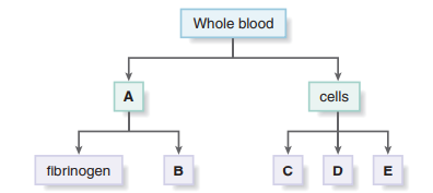 Whole blood
A
cells
fibrinogen
B
D
