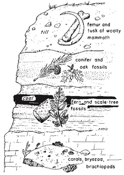 Cool
buk
femur and
tusk of woolly
mammoth
conifer and
oak fossils
fern and scale-tree
fossils
corals, bryozoa,
brachiopods