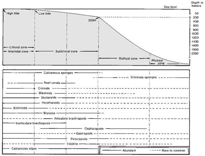 High tide
-Littoral zone
Intertidal zone
Echinoids
Low tide
Calcareous algae
Calcareous sponges
Reef corals-
Crinoids
Blastoids
Sublittoral zone
Stelleroids
Holothuroids
Bryozoa
-Inarticulate brachiopods
Articulate brachiopods
200m
Trilobite
Cephalopods
-- Gastropods
Pelecypods
Bathyal zone
Abyssal
Siliceous sponges
Abundant
Sea level
zone
Rare to common
Depth in
meters
50
200
400
600
800
1000
1200
1400
1600
1800
2000