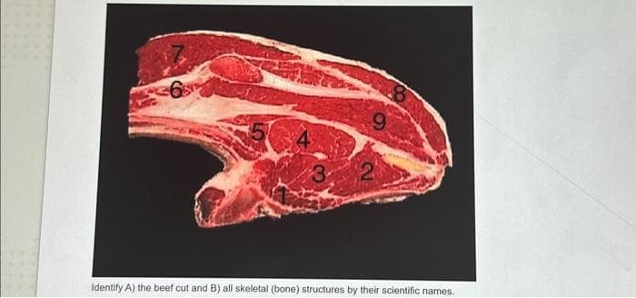 9
Identify A) the beef cut and B) all skeletal (bone) structures by their scientific names.