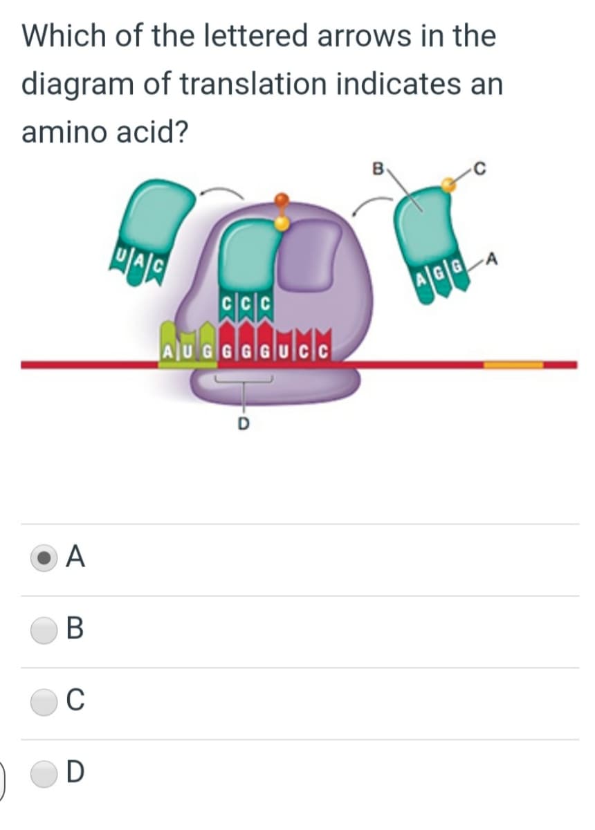 Which of the lettered arrows in the
diagram of translation indicates an
amino acid?
A/G|G A
AUGGG
A
C
