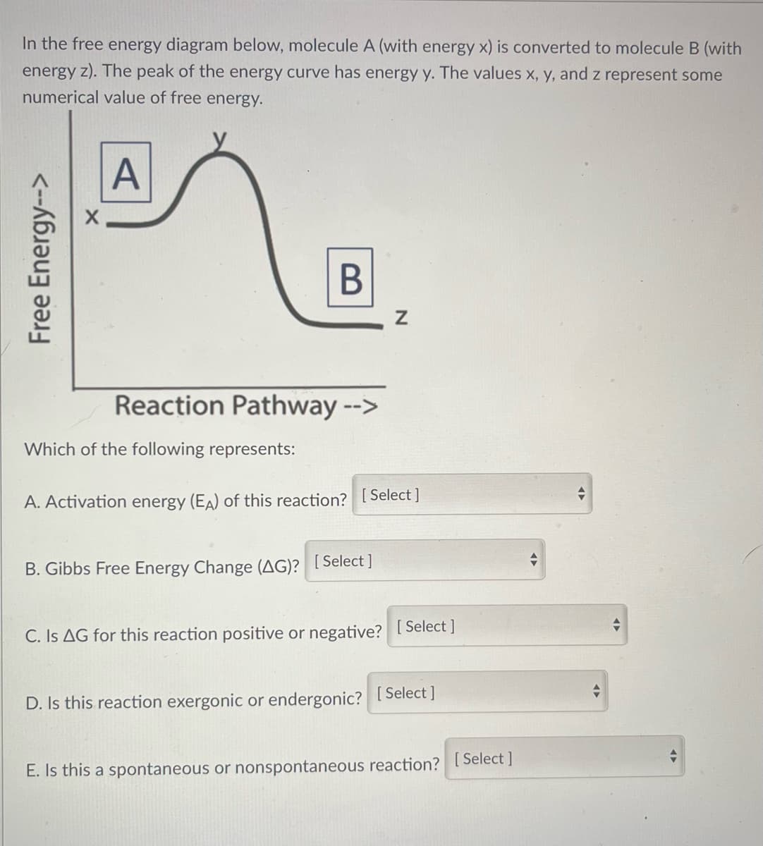 In the free energy diagram below, molecule A (with energy x) is converted to molecule B (with
energy z). The peak of the energy curve has energy y. The values x, y, and z represent some
numerical value of free energy.
Free Energy-->
X
A
B
Reaction Pathway -->
Which of the following represents:
Z
A. Activation energy (EA) of this reaction? [Select]
B. Gibbs Free Energy Change (AG)? [Select]
C. Is AG for this reaction positive or negative? [Select]
D. Is this reaction exergonic or endergonic? [Select]
E. Is this a spontaneous or nonspontaneous reaction? [Select]