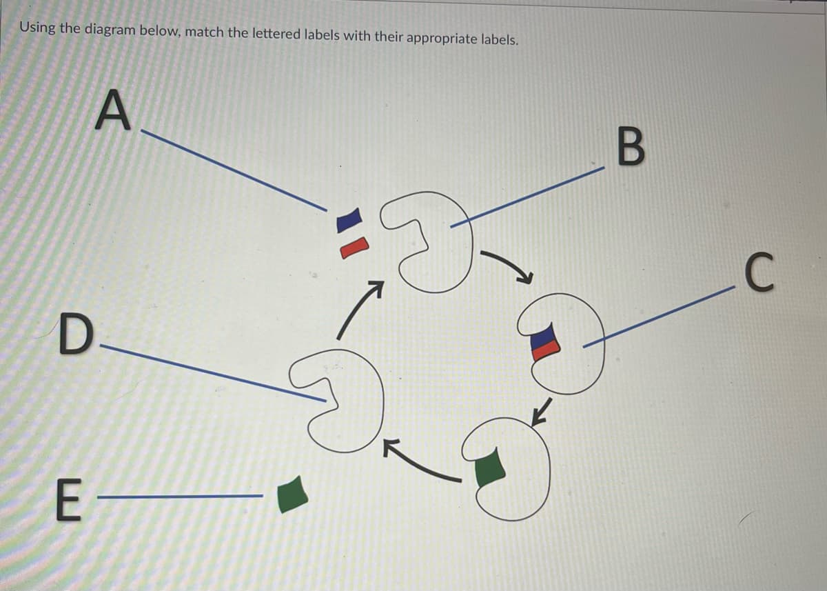 Using the diagram below, match the lettered labels with their appropriate labels.
D
A
E-
D
B
g
C