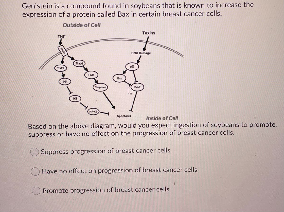 Genistein is a compound found in soybeans that is known to increase the
expression of a protein called Bax in certain breast cancer cells.
Outside of Cell
Toxins
TNF
DNA Damage
Tradd
TraF2
p53
Fadd
Bax
Caspases
Bd-2
IKB
NF-KB
Apoptosis
Inside of Cell
Based on the above diagram, would you expect ingestion of soybeans to promote,
suppress or have no effect on the progression of breast cancer cells.
Suppress progression of breast cancer cells
Have no effect on progression of breast cancer cells
Promote progression of breast cancer cells
TNFR
