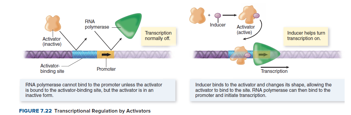 RNA
Inducer
polymerase
Activator
(active)
Transcription
normally off.
Inducer helps turn
transcription on.
Activator
(inactive)
Activator-
Promoter
binding site
Transcription
RNA polymerase cannot bind to the promoter unless the activator
is bound to the activator-binding site, but the activator is in an
inactive form.
Inducer binds to the activator and changes its shape, allowing the
activator to bind to the site. RNA polymerase can then bind to the
promoter and initiate transcription.
FIGURE 7.22 Transcriptional Regulation by Activators
