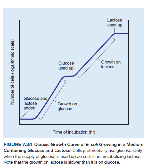 Lactose
used up
Growth on
lactose
Glucose
used up
Glucose and
lactose
added
Growth on
glucose
Time of incubation (hr)
FIGURE 7.24 Diauxic Growth Curve of E. coli Growing in a Medium
Containing Glucose and Lactose Cells preferentially use glucose. Only
when the supply of glucose is used up do cells start metabolizing lactose.
Note that the growth on lactose is slower than it is on glucose.
Number of cells (logarithmic scale)
