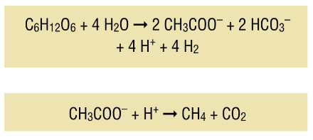 C6H12O6 + 4 H₂O → 2 CH3COO¯ + 2 HCO3¯
+ 4 H+ + 4 H₂
CH3COO + H+ →→ CH4 + CO₂