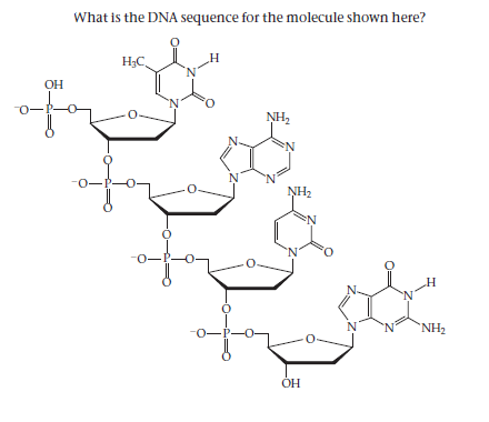 What is the DNA sequence for the molecule shown here?
НаС,
OH
0-
NH,
EN
-0-P-o
NH2
-0-P-
NH2
-0-P-
OH
