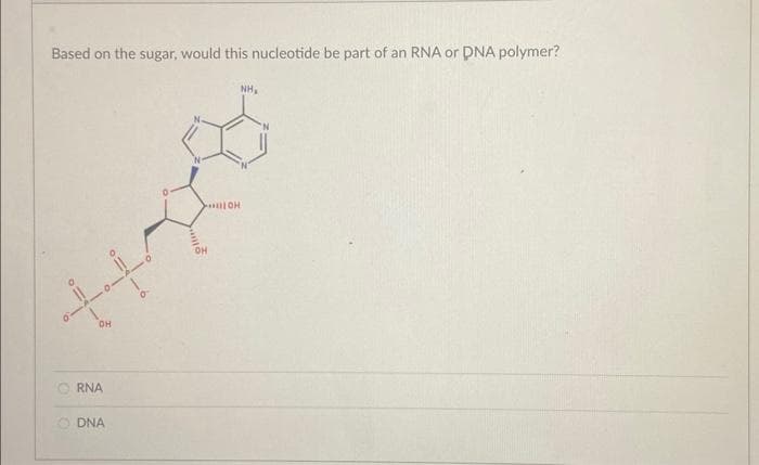 Based on the sugar, would this nucleotide be part of an RNA or DNA polymer?
OH
RNA
DNA
XIIIIIOH
OH
NH₂