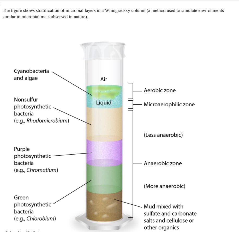 The figure shows stratification of microbial layers in a Winogradsky column (a method used to simulate environments
similar to microbial mats observed in nature).
Cyanobacteria
and algae
Nonsulfur
photosynthetic
bacteria
(e.g., Rhodomicrobium)
Purple
photosynthetic
bacteria
(e.g., Chromatium)
Green
photosynthetic
bacteria
(e.g., Chlorobium)
Air
Liquid
Aerobic zone
Microaerophilic zone
(Less anaerobic)
Anaerobic zone
(More anaerobic)
Mud mixed with
sulfate and carbonate
salts and cellulose or
other organics