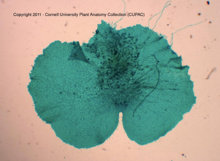 Copyright 2011 - Cornell University Plant Anatomy Collection (CUPAC)

