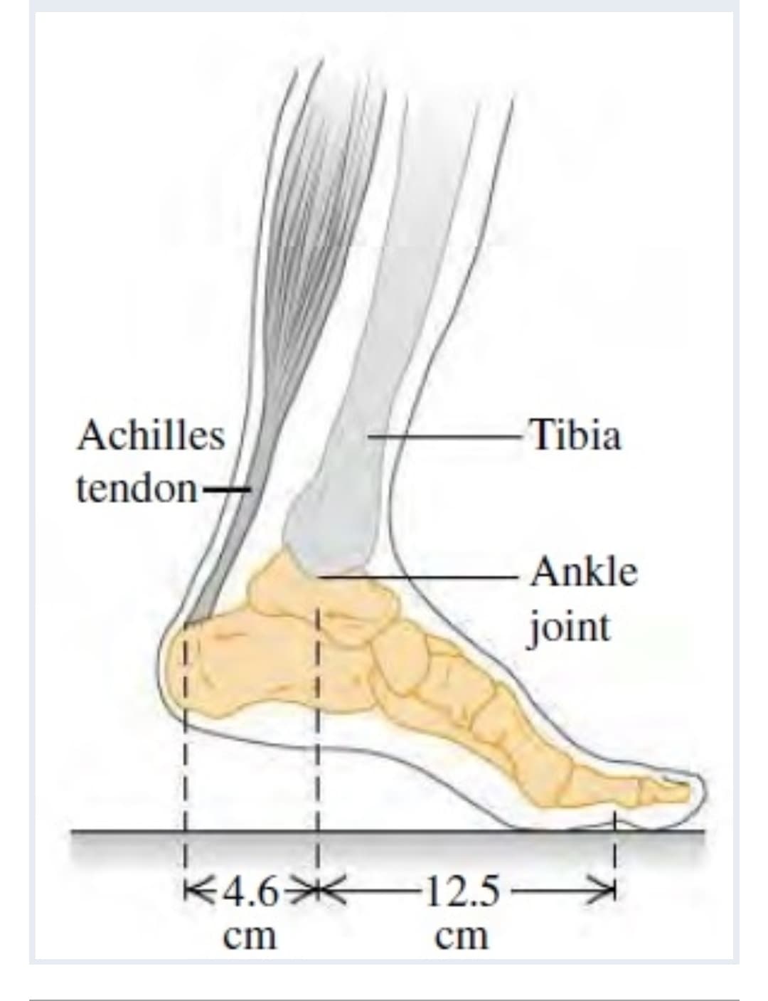 Achilles
- Tibia
tendon-
Ankle
joint
不4.6米
-12.5-
cm
cm
