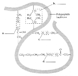 b.
CH
CH;
H.
H-C CH,
Polypeptide
backhore
(-OH
CII, iS S CH;-
a.
Cal,-Cit-CH;-CH, NII, O é
