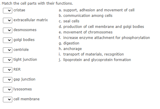 Match the cell parts with their functions.
| cristae
a. support, adhesion and movement of cell
b. communication among cells
|extracellular matrix
c. seal cells
d. production of cell membrane and golgi bodies
| desmosomes
e. movement of chromosomes
f. increase enzyme attachment for phosphorylation
g. digestion
h. anchorage
i. transport of materials, recognition
j. lipoprotein and glycoprotein formation
| golgi bodies
| centriole
| tight junction
RER
gap junction
| lysosomes
| cell membrane
