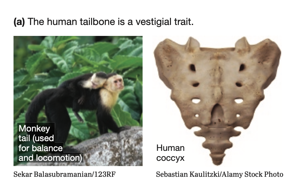 (a) The human tailbone is a vestigial trait.
Monkey
tail (used
for balance
and locomotion)
Sekar Balasubramanian/123RF
Human
coccyx
Sebastian Kaulitzki/Alamy Stock Photo