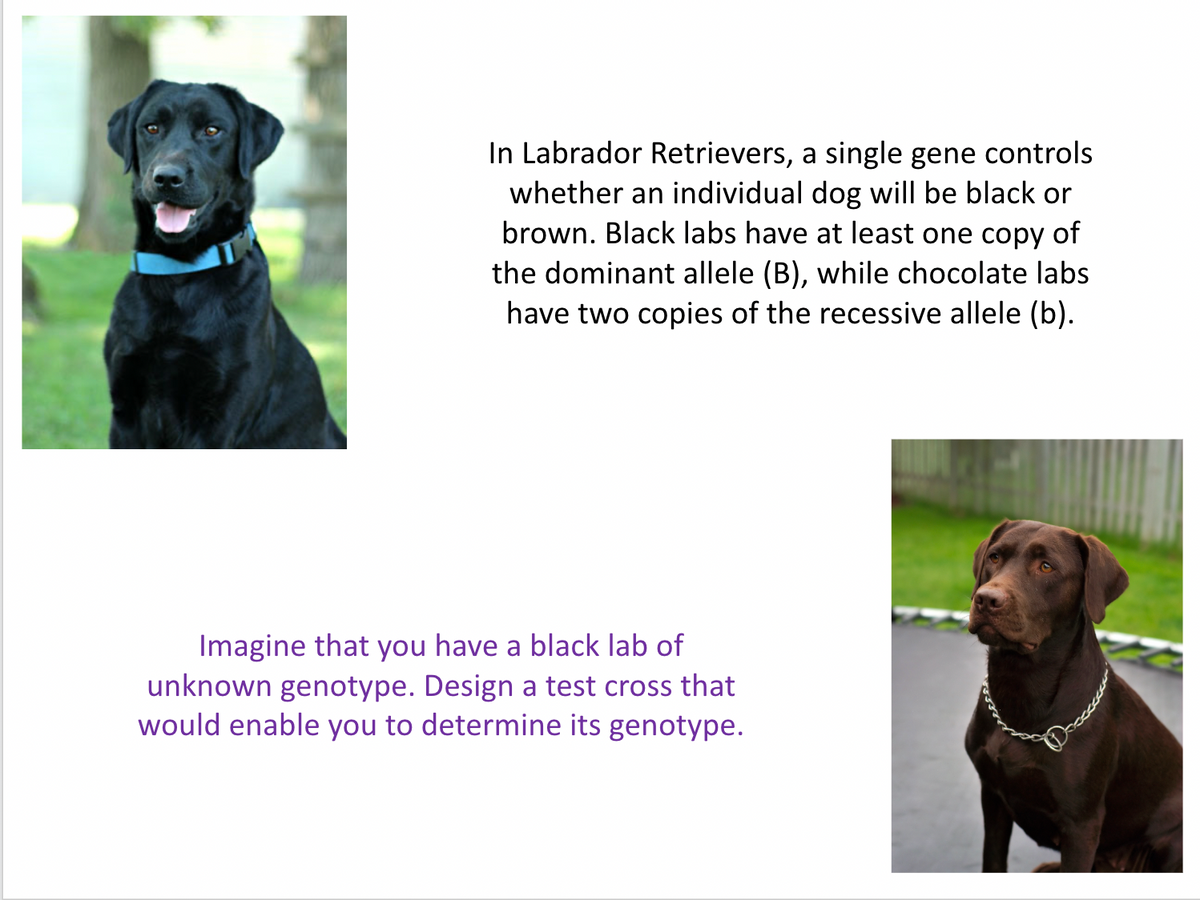 In Labrador Retrievers, a single gene controls
whether an individual dog will be black or
brown. Black labs have at least one copy of
the dominant allele (B), while chocolate labs
have two copies of the recessive allele (b).
Imagine that you have a black lab of
unknown genotype. Design a test cross that
would enable you to determine its genotype.