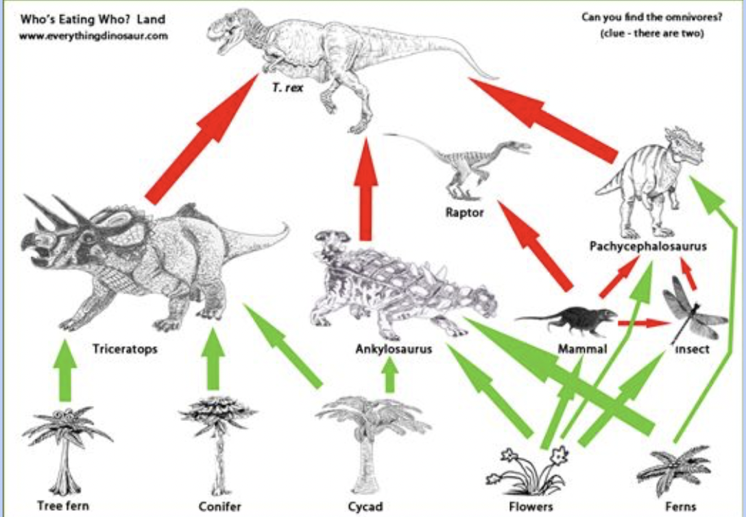 Who's Eating Who? Land
www.everythingdinosaur.com
Tree fern
Triceratops
Conifer
T. rex
Ankylosaurus
Cycad
Raptor
Flowers
Can you find the omnivores?
(clue - there are two)
Pachycephalosaurus
Mammal
insect
Ferns