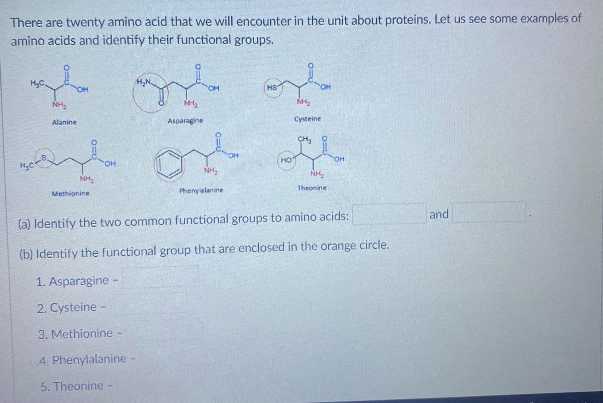 There are twenty amino acid that we will encounter in the unit about proteins. Let us see some examples of
amino acids and identify their functional groups.
H,C.
H,N.
HO.
HO
HS
HO
NH,
NH2
NH,
Alanine
Asparagine
Cysteine
CH,
HO,
HO
HO.
HO.
NH,
NH3
NH,
Phenylalanine
Theonine
Methionine
and
(a) Identify the two common functional groups to amino acids:
(b) Identify the functional group that are enclosed in the orange circle.
1. Asparagine
2. Cysteine -
3. Methionine -
4. Phenylalanine -
5. Theonine
