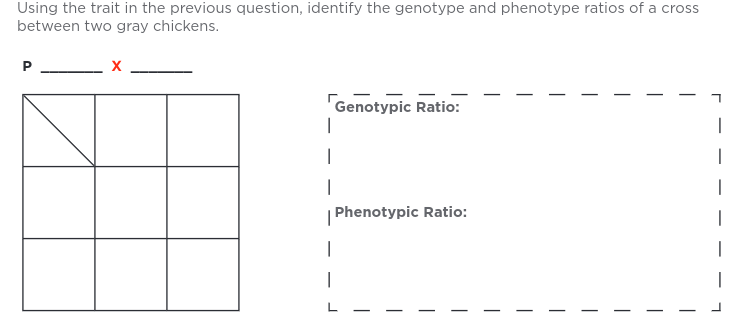 Using the trait in the previous question, identify the genotype and phenotype ratios of a cross
between two gray chickens.
P
|
Genotypic Ratio:
1 Phenotypic Ratio:
|
1
1
I
|