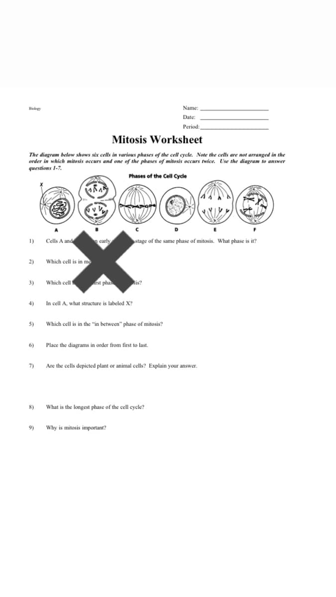 Belgy
Name:
Date:
Period:
Mitosis Worksheet
The diagram below shows six cells in various phases of the cell cycle. Note the cells are not arranged in the
order in which mitosis occurs and one of the phases of mitosis occurs twice. Use the diagram to answer
questions 1-7.
Phases of the Cell Cycle
1)
Cells A and
early
stage of the same phase of mitosis. What phase is it?
2)
Which cell is in mg
3)
Which cell rst phas
sis?
4)
In cell A, what structure is labeled X?
5)
Which cell is in the "in between" phase of mitosis?
6)
Place the diagrams in order from first to last.
7)
Are the cells depicted plant
animal cells? Explain your answer.
8)
What is the longest phase of the cell cycle?
9)
Why is mitosis important?
