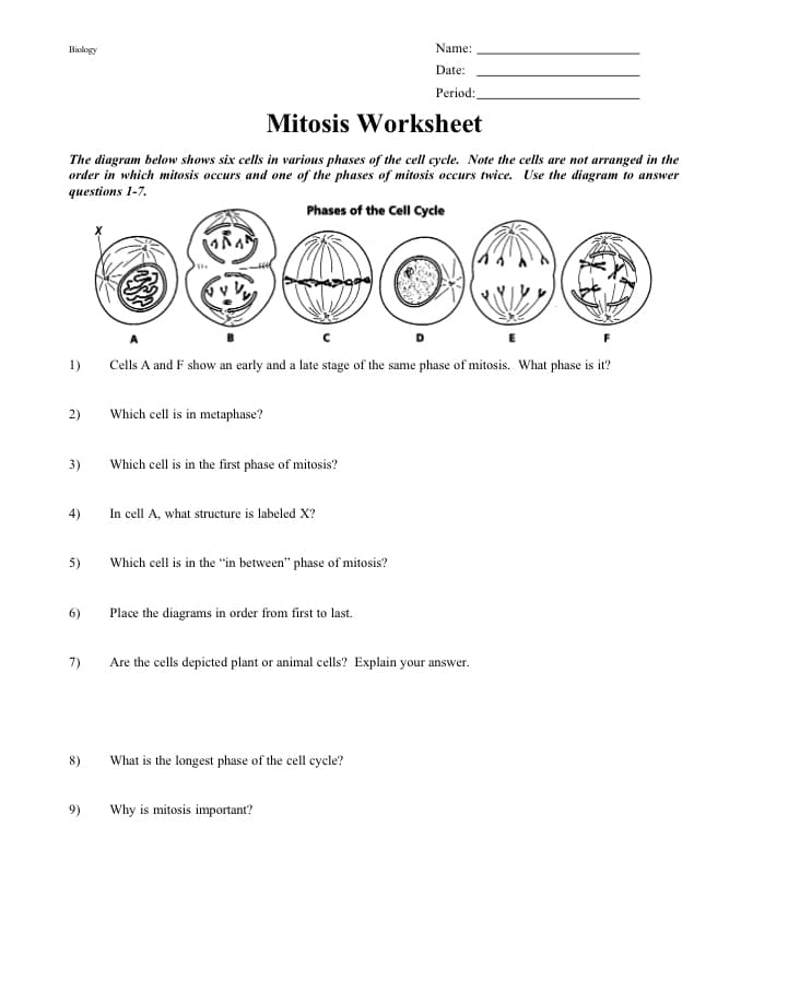 Biology
Name:
Date:
Period:
Mitosis Worksheet
The diagram below shows six cells in various phases of the cell cycle. Note the cells are not arranged in the
order in which mitosis occurs and one of the phases of mitosis occurs twice. Use the diagram to answer
questions 1-7.
Phases of the Cell Cycle
1)
Cells A and F show an early and a late stage of the same phase of mitosis. What phase is it?
2)
Which cell is in metaphase?
3)
Which cell is in the first phase of mitosis?
4)
In cell A, what structure is labeled X?
5)
Which cell is in the "in between" phase of mitosis?
6)
Place the diagrams in order from first to last.
7)
Are the cells depicted plant or animal cells? Explain your answer.
8)
What is the longest phase of the cell cycle?
9)
Why is mitosis important?
