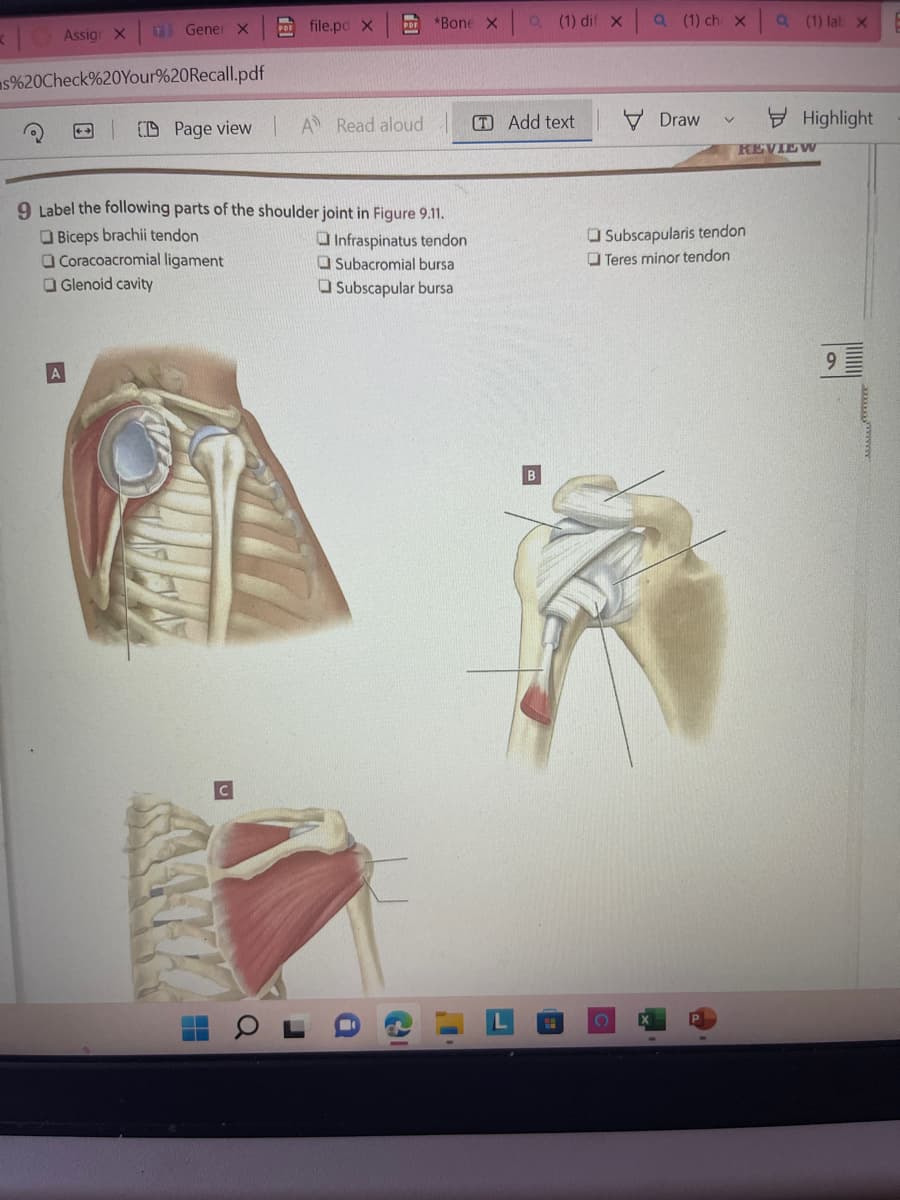 Assig X
Gener X PDF file.pd X
s%20Check%20Your%20Recall.pdf
++
CD Page view
H
A Read aloud
9 Label the following parts of the shoulder joint in Figure 9.11.
Biceps brachii tendon
Coracoacromial ligament
Glenoid cavity
Infraspinatus tendon
Subacromial bursa
Subscapular bursa
DE *Bone X
a
J
a
Q (1) dif X
TAdd text
Q (1) ch X
Draw
✓
Q (1) lab X
Subscapularis tendon
Teres minor tendon
Highlight
REVIEW
La