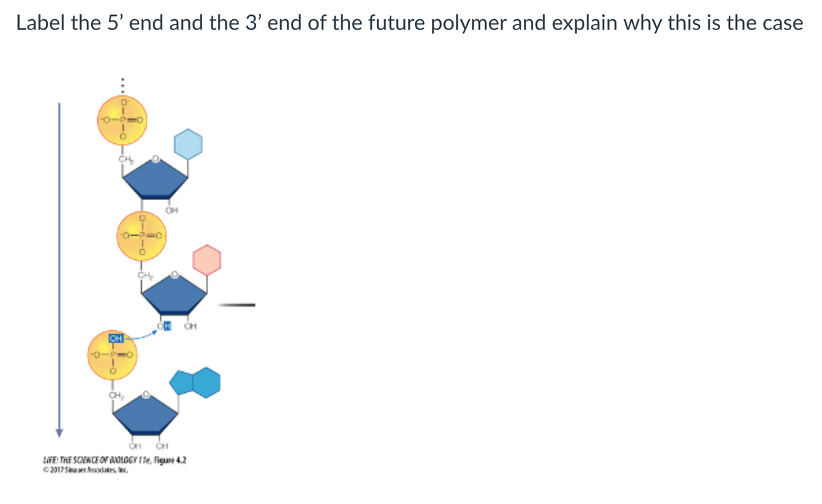 Label the 5' end and the 3' end of the future polymer and explain why this is the case
CH₂
TOP=O
CH
-B
R
OH
OH OH
LIFE: THE SCIENCE OF BIOLOGY, Figure 4.2
©2017 Seatec