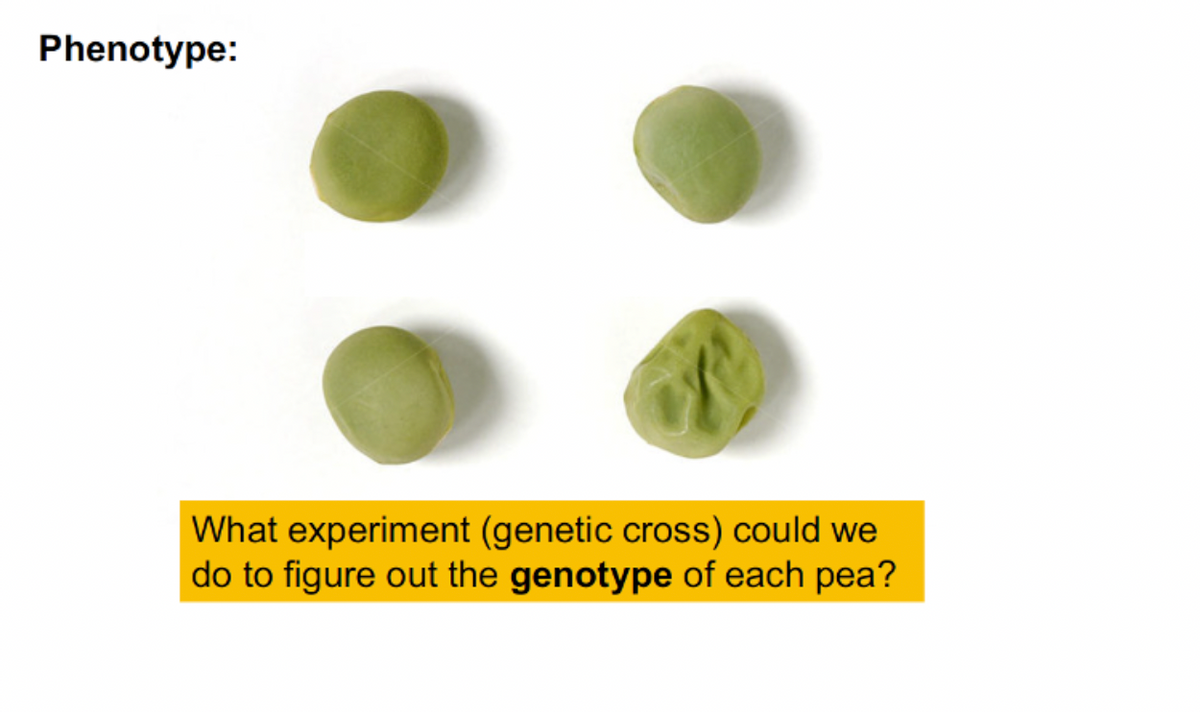 Phenotype:
What experiment (genetic cross) could we
do to figure out the genotype of each pea?