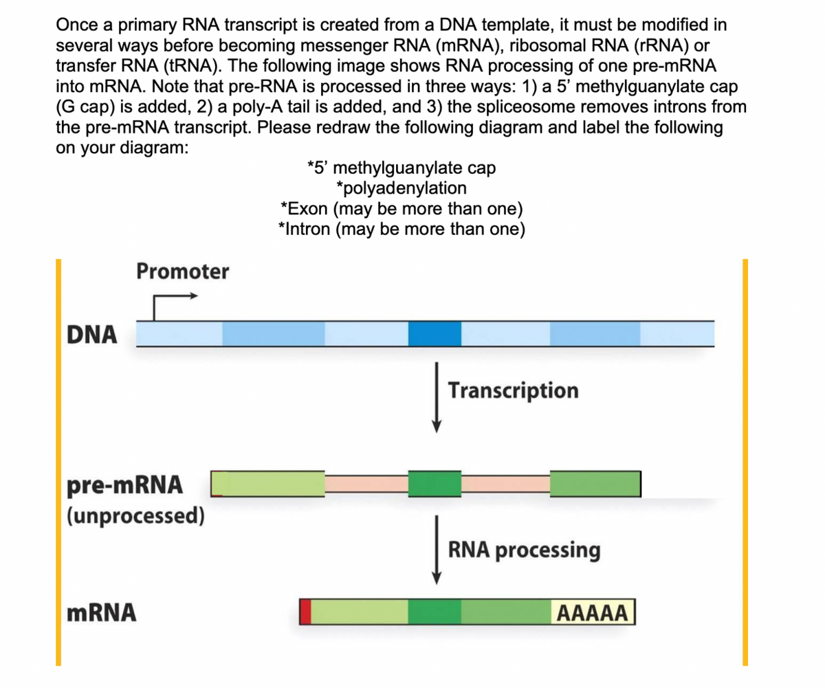Once a primary RNA transcript is created from a DNA template, it must be modified in
several ways before becoming messenger RNA (mRNA), ribosomal RNA (rRNA) or
transfer RNA (tRNA). The following image shows RNA processing of one pre-mRNA
into mRNA. Note that pre-RNA is processed in three ways: 1) a 5' methylguanylate cap
(G cap) is added, 2) a poly-A tail is added, and 3) the spliceosome removes introns from
the pre-mRNA transcript. Please redraw the following diagram and label the following
on your diagram:
DNA
Promoter
pre-mRNA
(unprocessed)
mRNA
*5' methylguanylate cap
*polyadenylation
*Exon (may be more than one)
*Intron (may be more than one)
Transcription
RNA processing
AAAAA