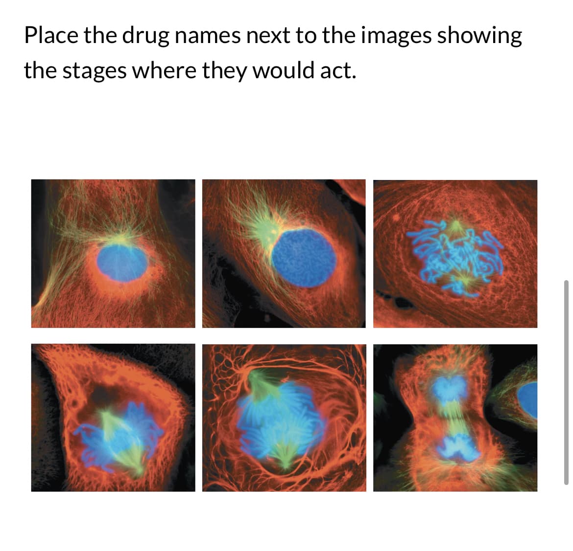 Place the drug names next to the images showing
the stages where they would act.