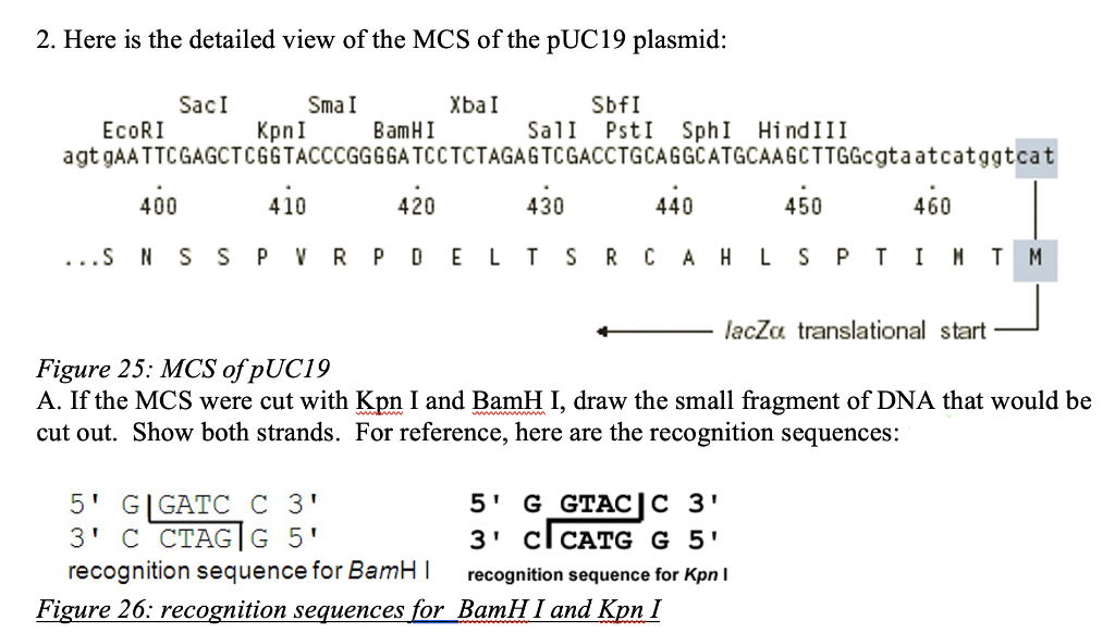 2. Here is the detailed view of the MCS of the PUC19 plasmid:
Sma I
KpnI
SbfI
PstI
SacI
XbaI
ECORI
BamHI
Sall
SphI HindIII
agt GAATTCGAGCTCGGTACCCGGGGA TCCTCTAGAGTCGACCTGCAGGCATGCAAGCTTGGcgtaatcatggtcat
400
410
420
430
440
450
460
...S N S
SP VR PDEL TS
R CAH LS P
T IM T M
lacZa translational start
Figure 25: MCS of PUC19
A. If the MCS were cut with Kpn I and BamH I, draw the small fragment of DNA that would be
cut out. Show both strands. For reference, here are the recognition sequences:
5' G|GAT СС 3'
3' С СТАG|G 5'
recognition sequence for BamH I
5' G GTAC|C 3'
3' cl CATG G 5'
recognition sequence for Kpn I
Figure 26: recognition sequences for BamH I and Kpn I
