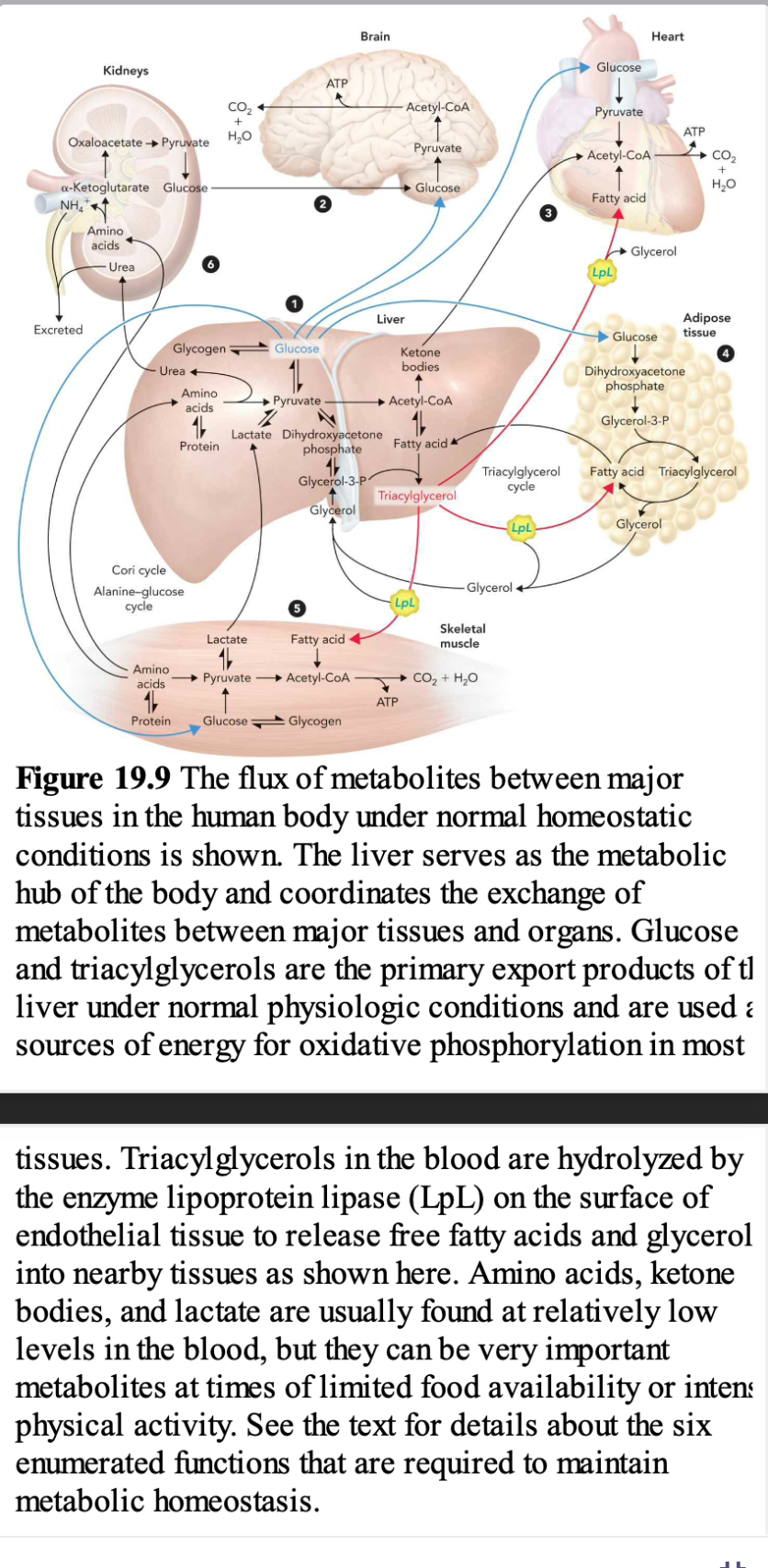 CO₂ +
+
Oxaloacetate → Pyruvate H₂O
Kidneys
a-Ketoglutarate Glucose -
NH₂
Excreted
Amino
acids
- Urea
Glycogen
Urea +
Amino
acids
Protein
Cori cycle
Alanine-glucose
cycle
Lactate
Amino
acids
1
Protein Glucose
2
Glucose
ATP
►
MA
→Pyruvate
7
Lactate Dihydroxyacetone
phosphate
Brain
Glycerol-3-P
Glycerol
5
Fatty acid
Pyruvate Acetyl-CoA
Glycogen
Liver
Acetyl-CoA
Pyruvate
Glucose
Ketone
bodies
Acetyl-CoA
ATP
Fatty acid
Triacylglycerol
LpL
Triacylglycerol
cycle
-Glycerol+
Skeletal
muscle
CO, + HO
LpL
3
Glucose
Pyruvate
Acetyl-CoA.
Fatty acid
Heart
LpL
Glycerol
Glucose
ATP
Dihydroxyacetone
phosphate
Glycerol-3-P
Glycerol
CO₂
+
H₂O
Adipose
tissue
Fatty acid Triacylglycerol
Figure 19.9 The flux of metabolites between major
tissues in the human body under normal homeostatic
conditions is shown. The liver serves as the metabolic
hub of the body and coordinates the exchange of
metabolites between major tissues and organs. Glucose
and triacylglycerols are the primary export products of tl
liver under normal physiologic conditions and are used a
sources of energy for oxidative phosphorylation in most
tissues. Triacylglycerols in the blood are hydrolyzed by
the enzyme lipoprotein lipase (LpL) on the surface of
endothelial tissue to release free fatty acids and glycerol
into nearby tissues as shown here. Amino acids, ketone
bodies, and lactate are usually found at relatively low
levels in the blood, but they can be very important
metabolites at times of limited food availability or intens
physical activity. See the text for details about the six
enumerated functions that are required to maintain
metabolic homeostasis.